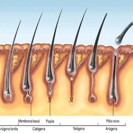 Varios foliculos en una sección de piel